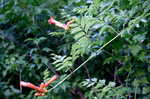 Trumpet creeper